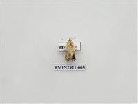 藏品(夜蛾191)的圖片